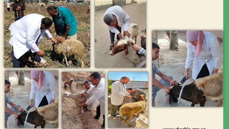 تحصين وترقم وتسجيل