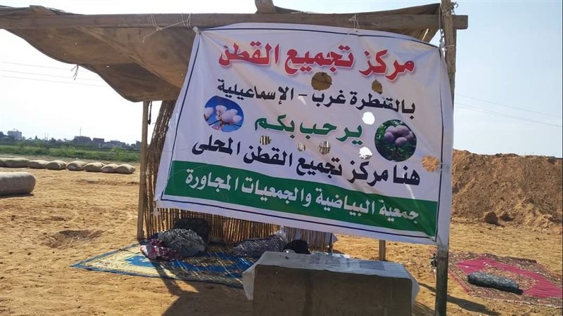 مركز تجميع القطن