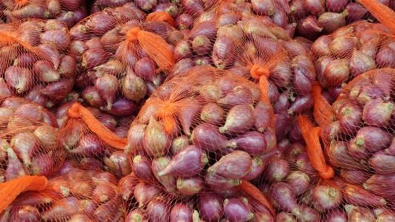 اسعار البصل في الأسواق,