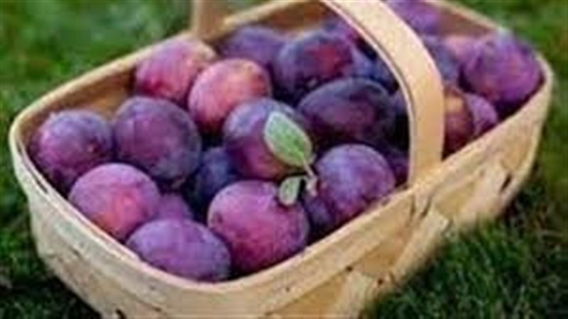 تفسير حلم أكل البرقوق