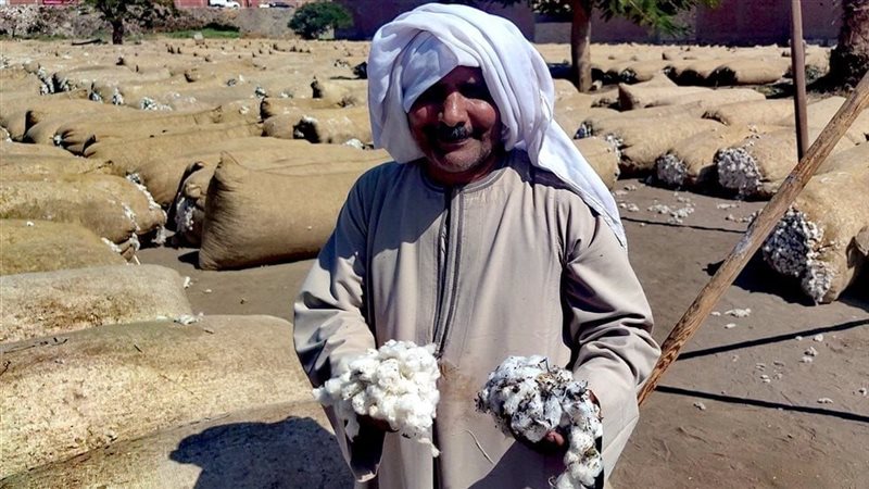 القطن الأسيوطي أثناء