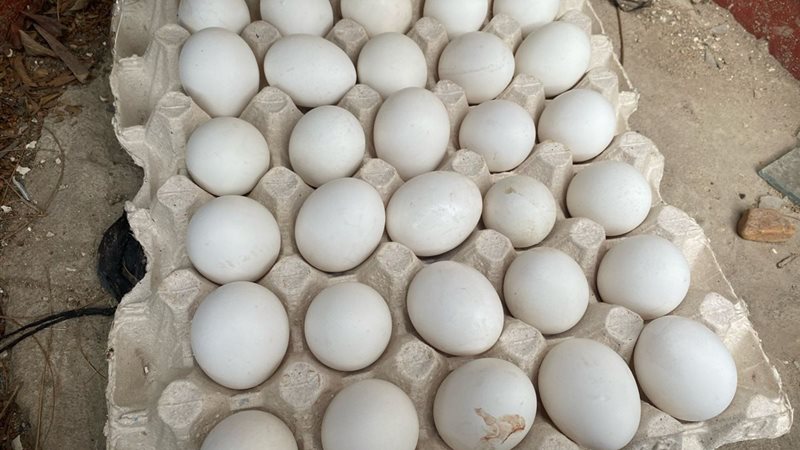 البيض بالمجمعات الاستهلاكية،