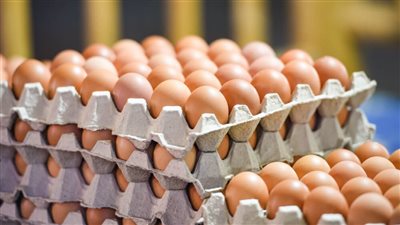 التموين تواصل طرح بيض المائدة بسعر 150 جنيهًا بالمجمعات الاستهلاكية