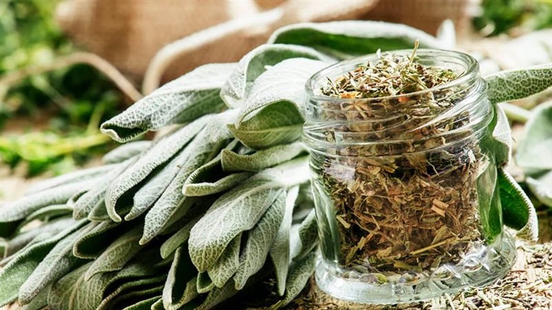 فوائد الميرمية الصحية