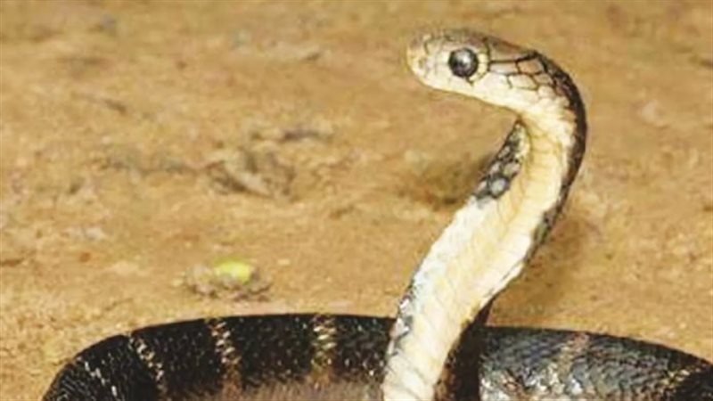تفسير رؤية الثعبان