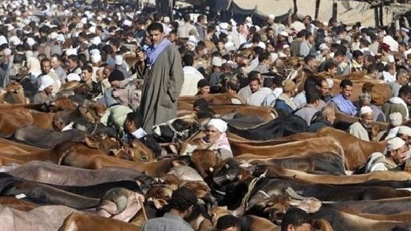  أسواق الماشية