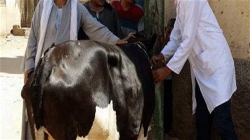 حملة التحصين ضد الحمى