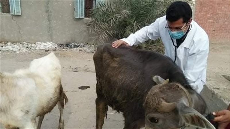 قافلة بيطرية بقري