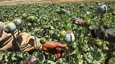 الأمم المتحدة تحذر: أسواق العالم ستغرق بالأفيون والهيروين