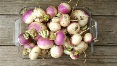 txt