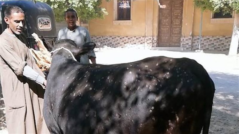 تحصين الماشية 