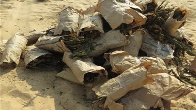 ضبط عاطلين بحوزتهما 7 كيلو بانجو قبل ترويجها على عملائهما في العياط
