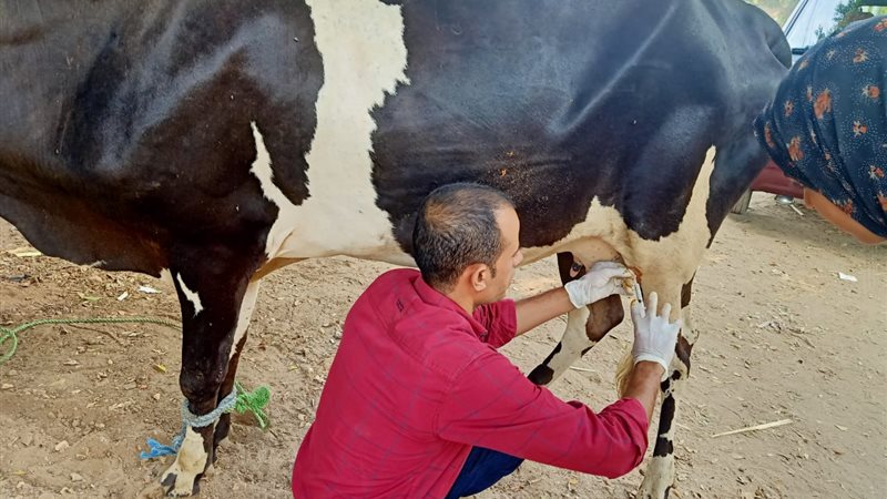 القافلة البيطرية