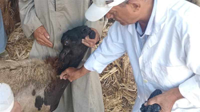 حملة بيطرية 
