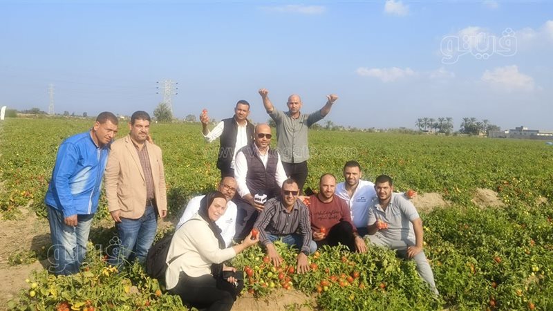 حصاد الطماطم بالدقهلية،