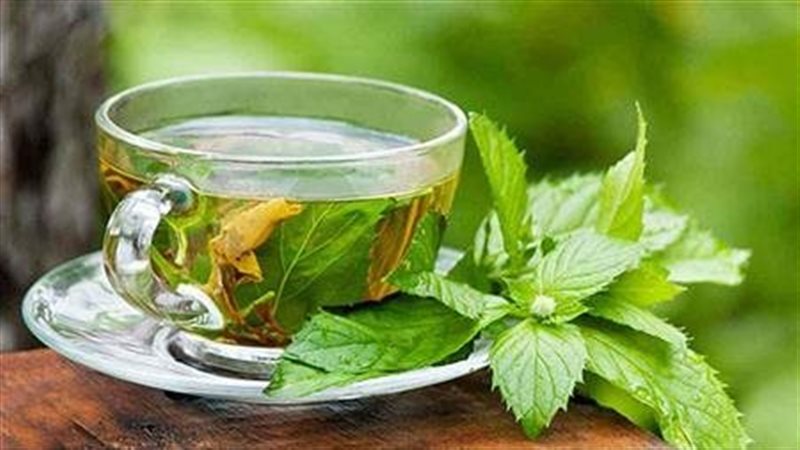 الشاي الاخضر 