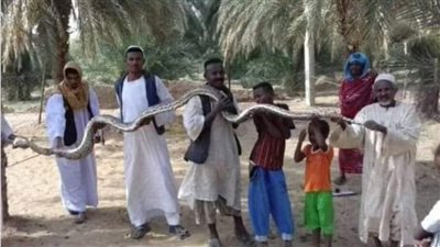 ثعبان الأصلة يثير الرعب في السودان.. يشبه الأناكوندا وطوله 6 أمتار.. يخرج من النيل لابتلاع المواشي.. وتحذير بعدم الاقتراب منه