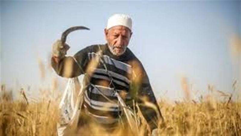 تفسير حلم حصاد القمح