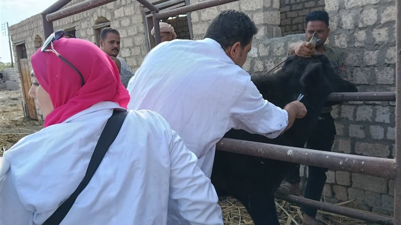 تحصين الماشية بالفيوم،