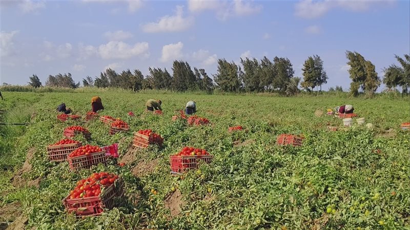 حصاد الطماطم بالدقهلية،
