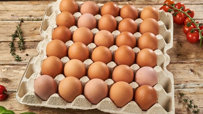 سعر كرتونة البيض
