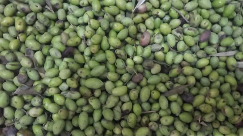 افتتاح موسم عصر الزيتون،