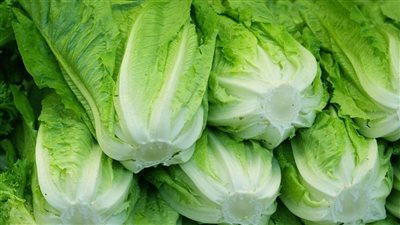 txt