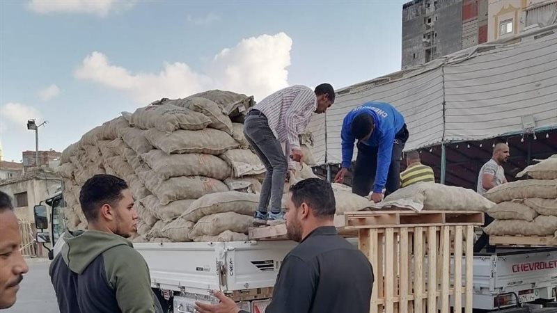 تسليم تقاوي البطاطس