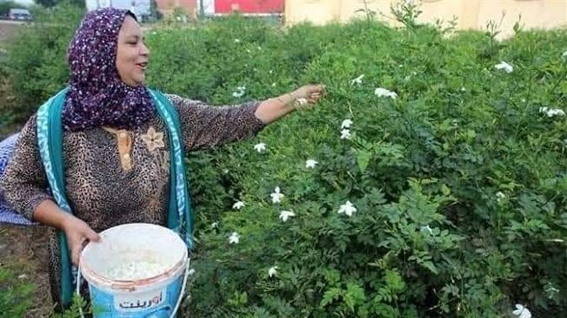 حصاد الياسمين، فيتو