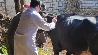 محافظ المنوفية: تحصين 305 آلاف رأس ماشية 