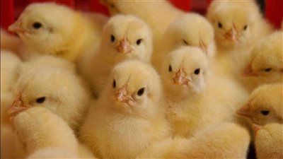 بانخفاض 5 جنيهات، سعر الكتكوت الأبيض والبط اليوم بالأسواق