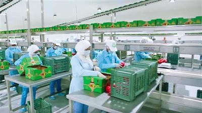 الموانئ تبدأ تطبيق إجراءات جديدة للتيسير على الصادرات الزراعية 