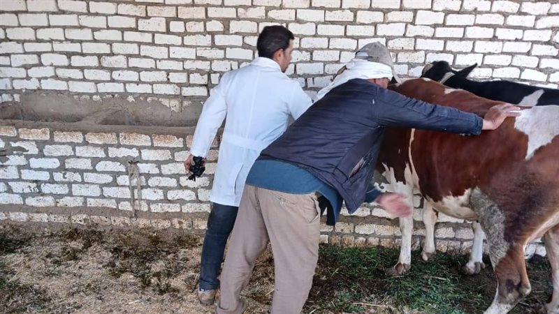 بيطري المنيا