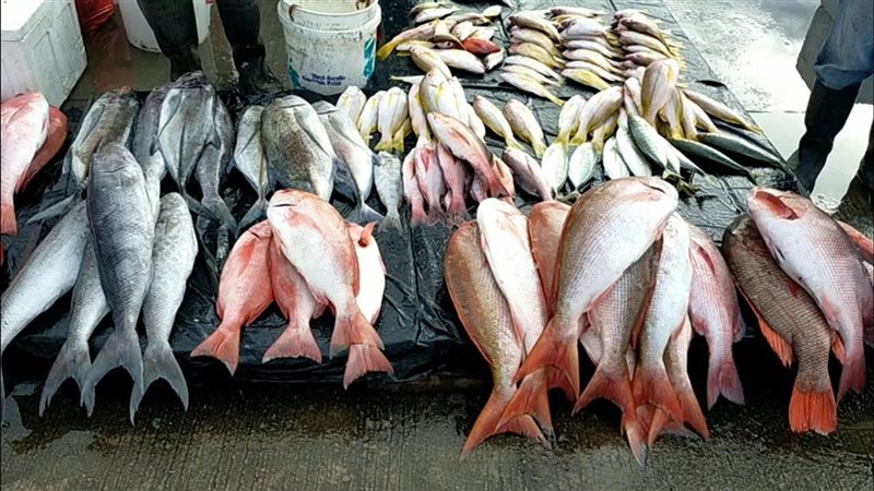 أسعار الأسماك والجمبري