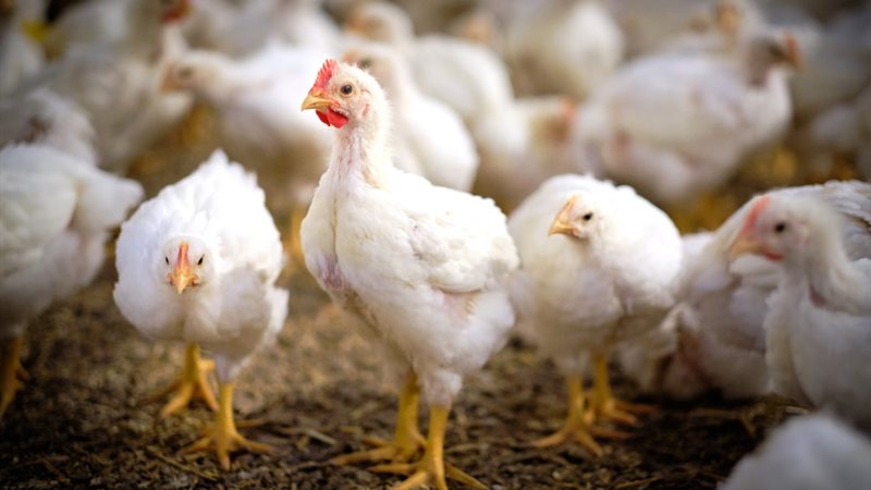 أسعار الدواجن اليوم