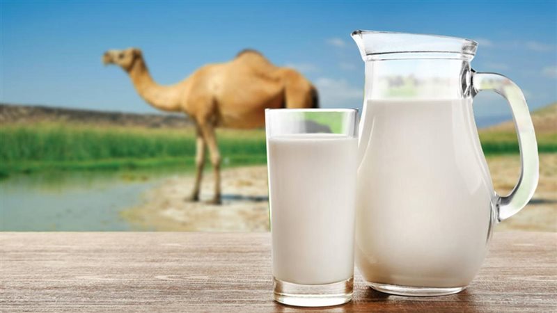 تفسير رؤية لبن الإبل