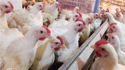 تراجع البلدي وعصيان الأبيض، تعرف على أسعار الدواجن اليوم الجمعة