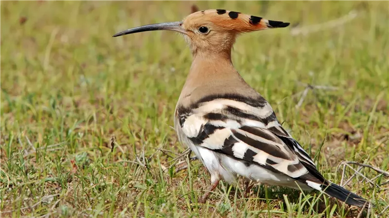 تفسير رؤية الهدهد