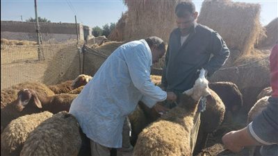 تحصين 203 آلاف رأس ماشية ضد الحمى القلاعية والوادى المتصدع بالدقهلية