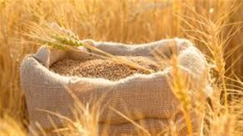 تفسير رؤية القمح