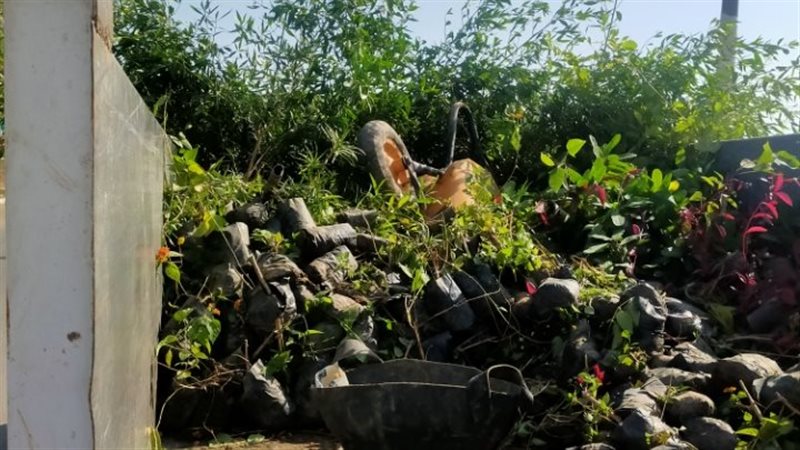 زراعة 765 شجرة بكورنيش