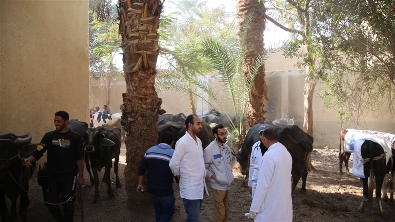 قافلة بيطرية بالفيوم،