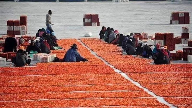تجفيف الخضر والفاكهة،