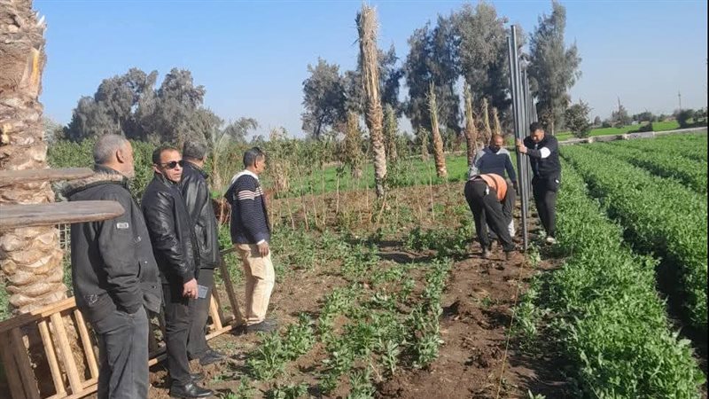 إزالة تعديات بالدقهلية،