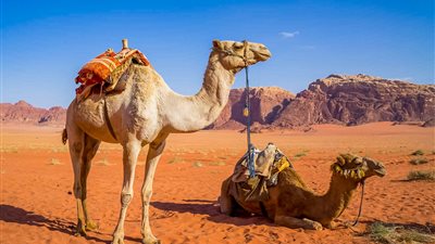 معجزات الرسول، الجمل يبكي ويشكو إليه