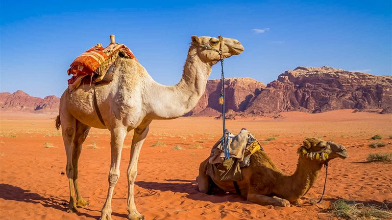 الجمل 