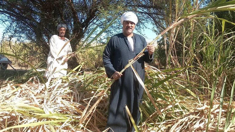  موسم توريد قصب السكر،