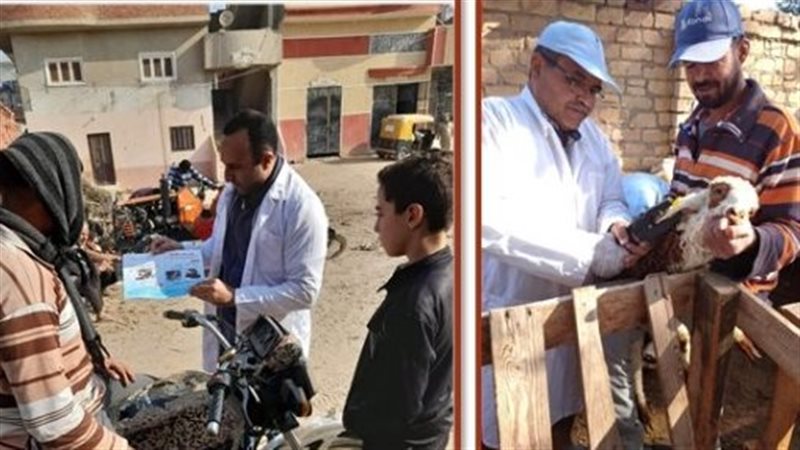 تحصين 774 ألف رأس