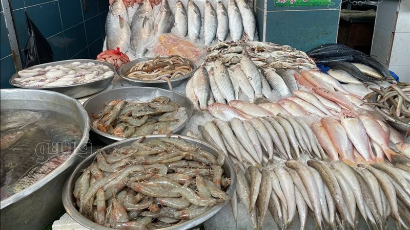 اسعار السمك اليوم
