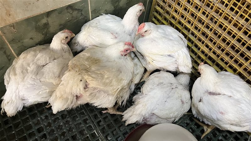 أسعار الدواجن بالبحيرة،